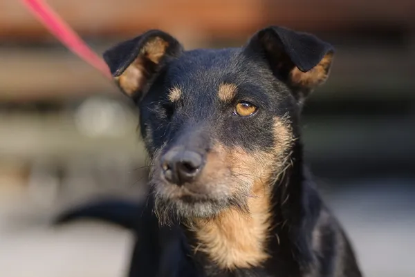 Pies do adopcji, Zgierz, 20 grudnia 2024 (2/5)