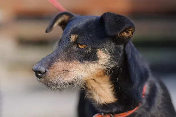 Pies do adopcji, Zgierz, 20 grudnia 2024 (4/5)