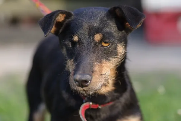 Pies do adopcji, Zgierz, 20 grudnia 2024 (5/5)