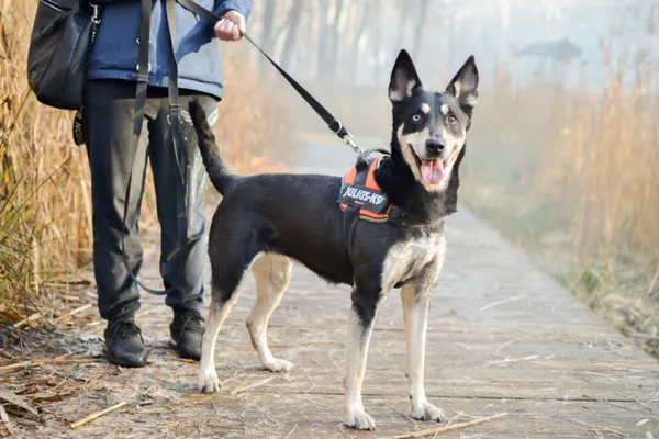 Pies do adopcji, Sosnowiec, 21 grudnia 2024 (2/4)