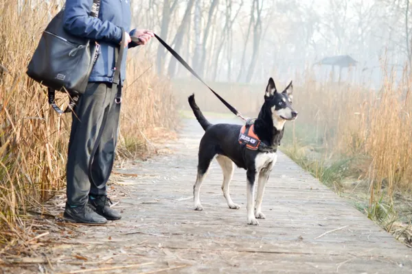 Pies do adopcji, Sosnowiec, 21 grudnia 2024 (3/4)