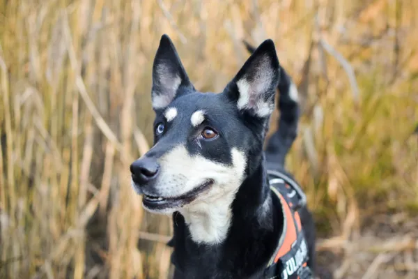 Pies do adopcji, Sosnowiec, 21 grudnia 2024 (4/4)