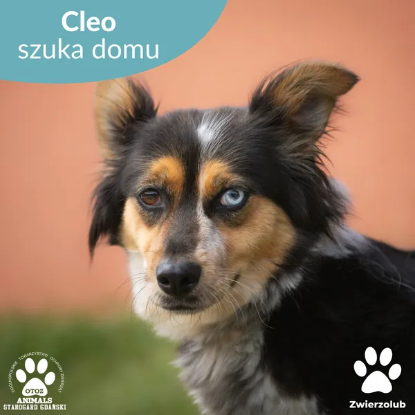 Pies do adopcji, Starogard Gdański, 18 sierpnia 2025 (1/4)