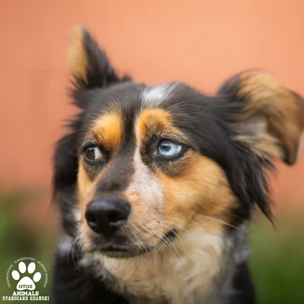 Pies do adopcji, Starogard Gdański, 18 sierpnia 2025 (2/4)