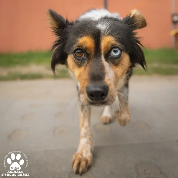 Pies do adopcji, Starogard Gdański, 18 sierpnia 2025 (3/4)