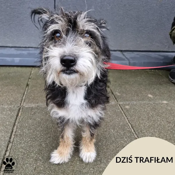 Znaleziono psa, Gdynia, 23 grudnia 2024