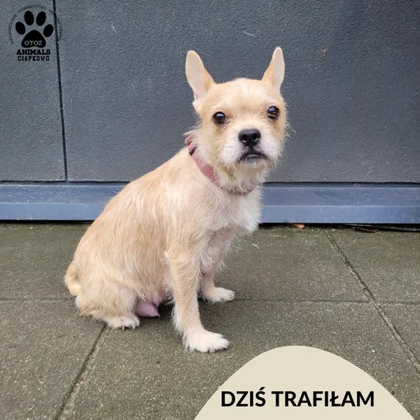 Znaleziono psa, Gdynia, 19 grudnia 2024