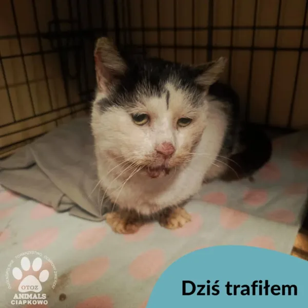 Znaleziono kota, Gdynia, 11 grudnia 2024