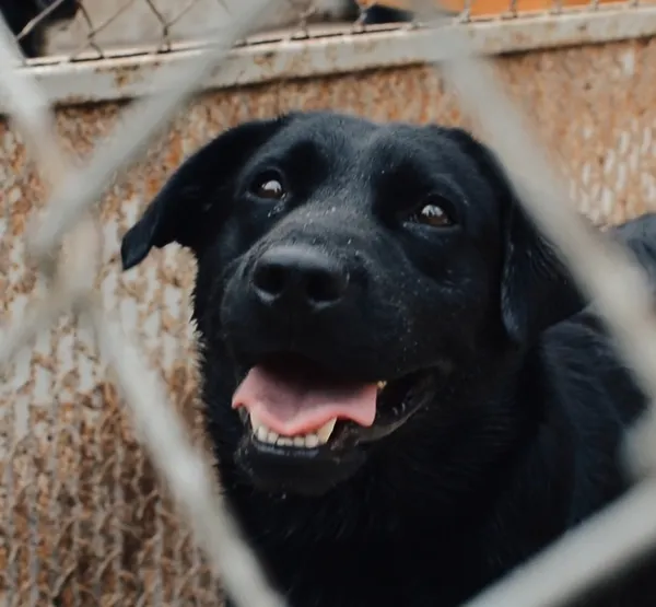 Pies do adopcji, Radom, 17 września 2025 (1/5)