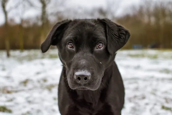 Pies do adopcji, Radom, 17 września 2025 (2/5)