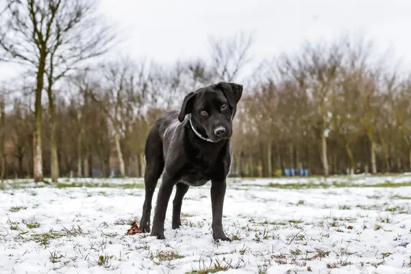 Pies do adopcji, Radom, 17 września 2025 (3/5)