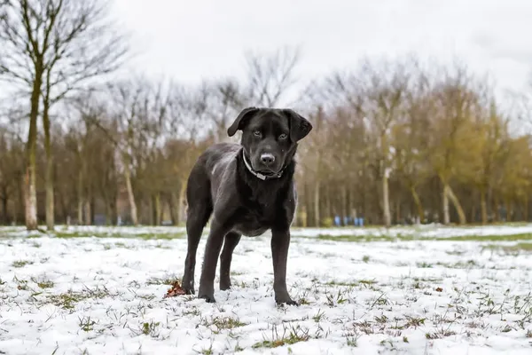 Pies do adopcji, Radom, 17 września 2025 (4/5)