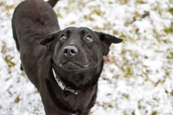 Pies do adopcji, Radom, 17 września 2025 (5/5)