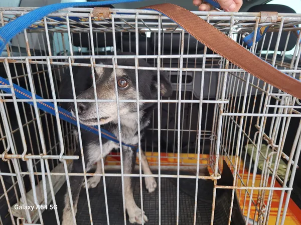 Pies do adopcji, Orzechowce, 23 grudnia 2024 (1/5)