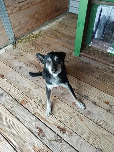 Pies do adopcji, Orzechowce, 23 grudnia 2024 (2/5)