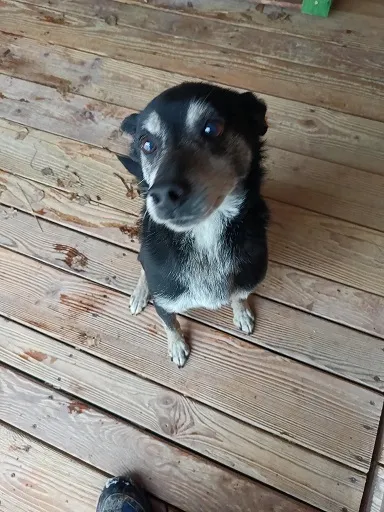 Pies do adopcji, Orzechowce, 23 grudnia 2024 (3/5)