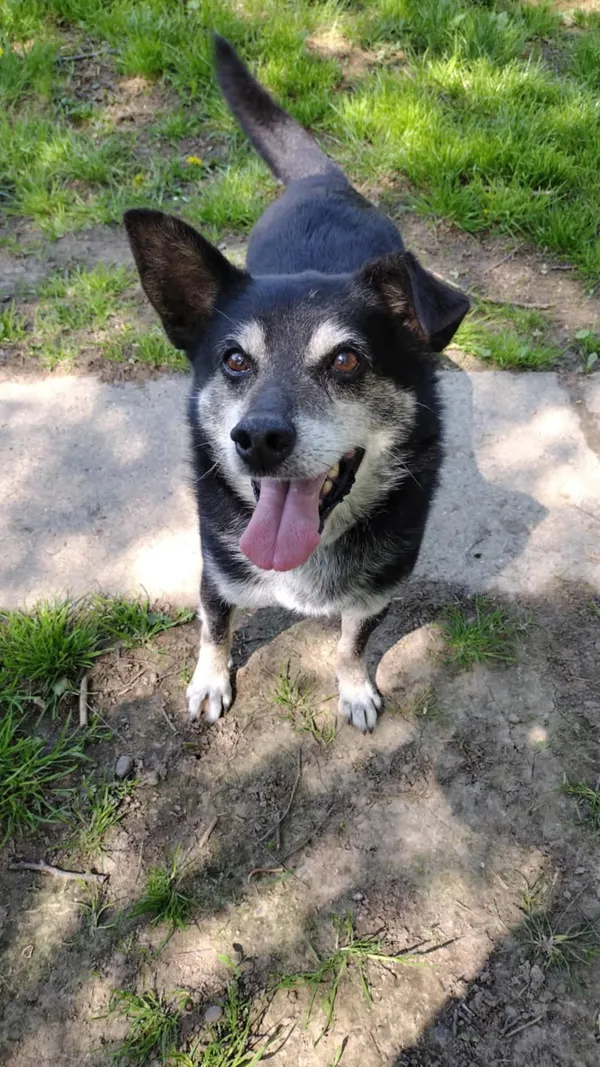 Pies do adopcji, Orzechowce, 23 grudnia 2024 (4/5)