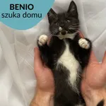 Kot do adopcji