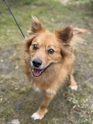 Pies do adopcji, Kraków, 9 grudnia 2024 (2/4)