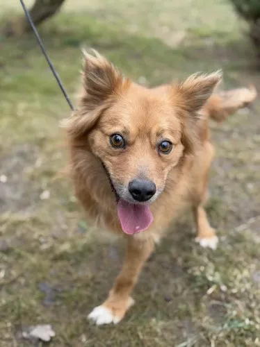 Pies do adopcji, Kraków, 9 grudnia 2024 (4/4)