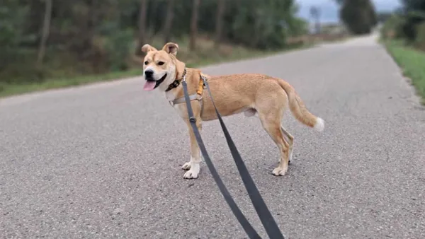 Pies do adopcji, Tatary, 26 lutego 2024 (1/3)