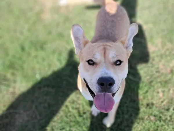 Pies do adopcji, Tatary, 26 lutego 2024 (2/3)