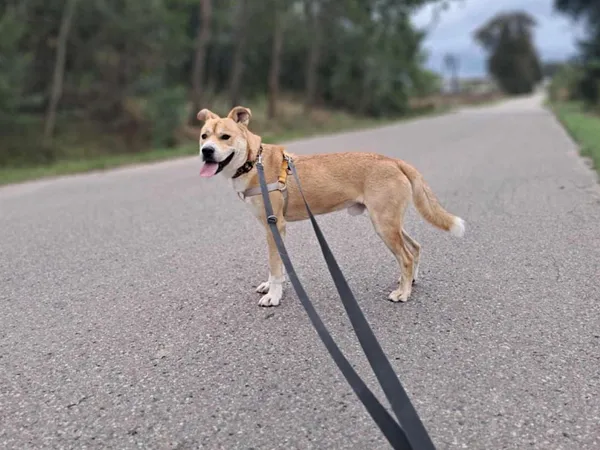 Pies do adopcji, Tatary, 26 lutego 2024 (3/3)