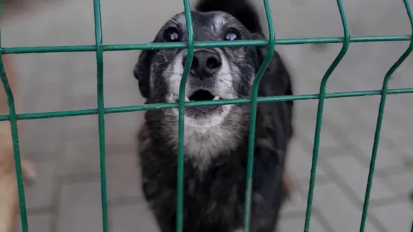 Pies do adopcji, Tatary, 18 sierpnia 2020 (1/3)