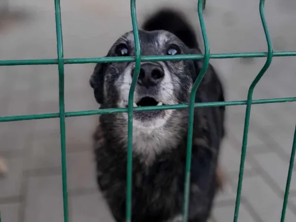 Pies do adopcji, Tatary, 18 sierpnia 2020 (2/3)