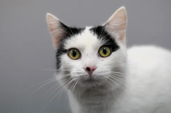 Kot do adopcji, Olsztyn, 2 listopada 2024 (1/3)