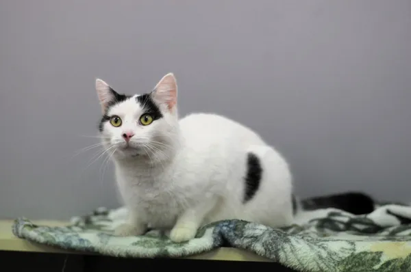 Kot do adopcji, Olsztyn, 2 listopada 2024 (2/3)