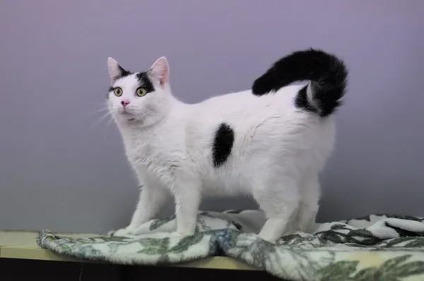 Kot do adopcji, Olsztyn, 2 listopada 2024 (3/3)