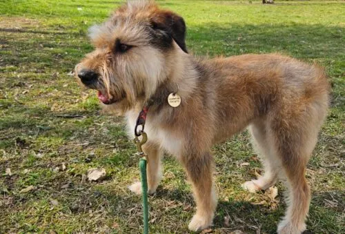 Pies do adopcji, Głowno, 25 listopada 2024 (1/5)