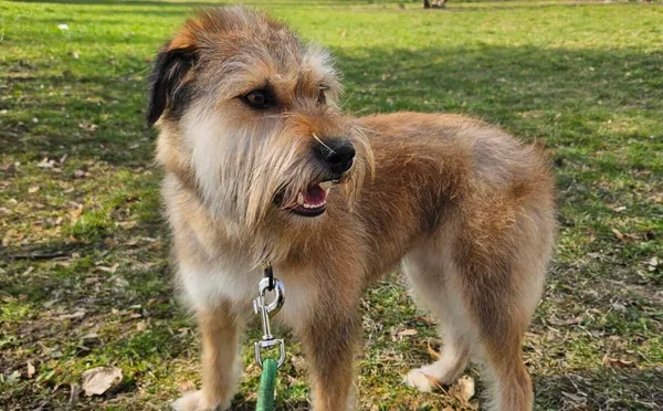 Pies do adopcji, Głowno, 25 listopada 2024 (3/5)