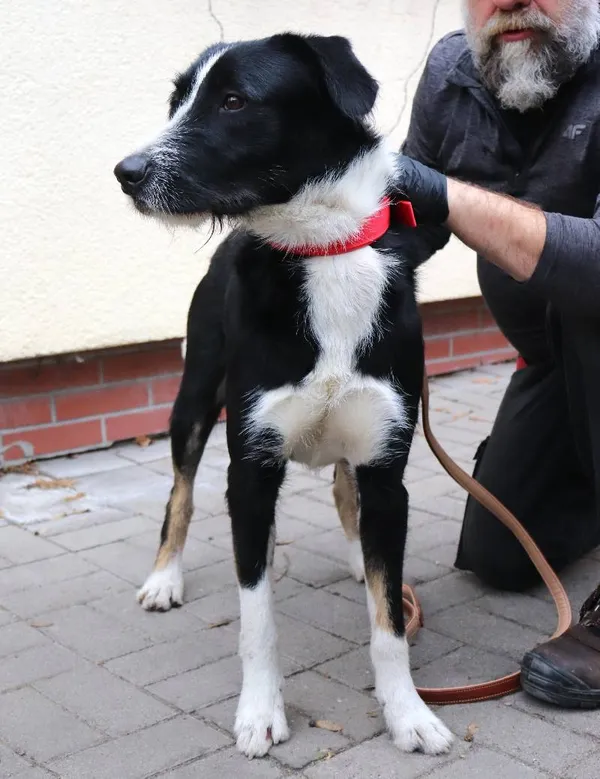 Znaleziono psa, Łódź, 25 grudnia 2024 (1/5)