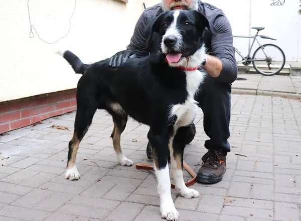 Znaleziono psa, Łódź, 25 grudnia 2024 (2/5)