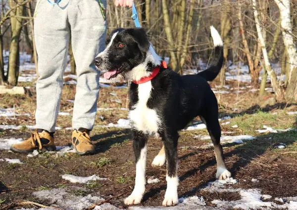 Znaleziono psa, Łódź, 25 grudnia 2024 (3/5)