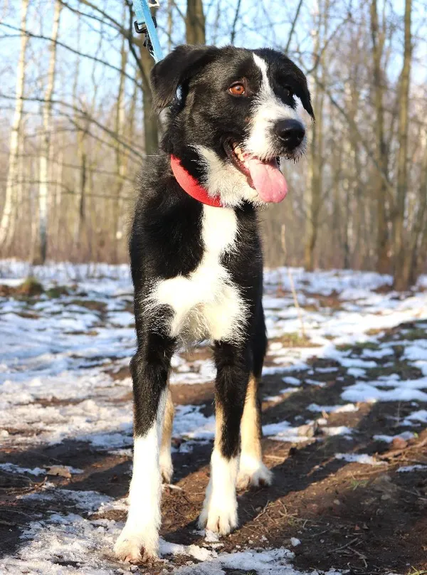 Znaleziono psa, Łódź, 25 grudnia 2024 (4/5)