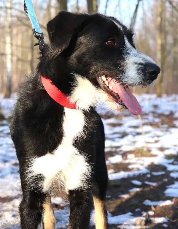 Znaleziono psa, Łódź, 25 grudnia 2024 (5/5)