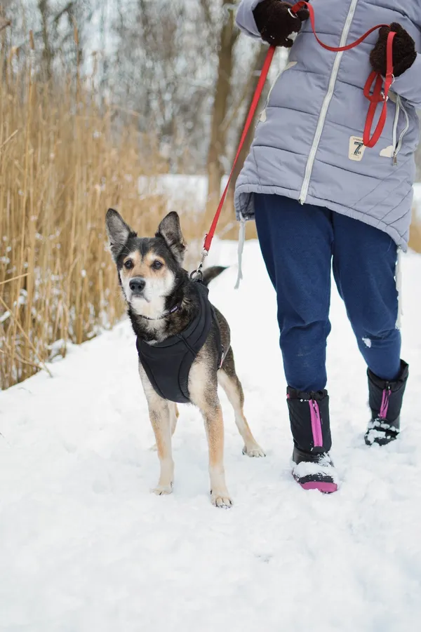 Znaleziono psa, Sosnowiec, 22 grudnia 2024 (3/5)