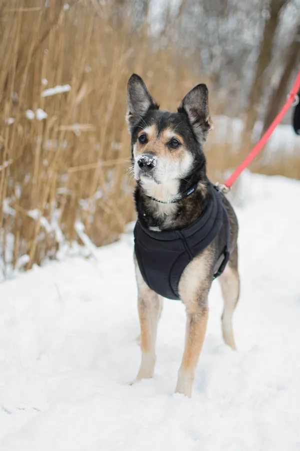 Znaleziono psa, Sosnowiec, 22 grudnia 2024 (4/5)