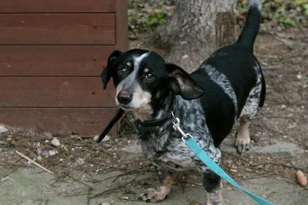 Znaleziono psa, Wałbrzych, 23 grudnia 2025 (1/3)