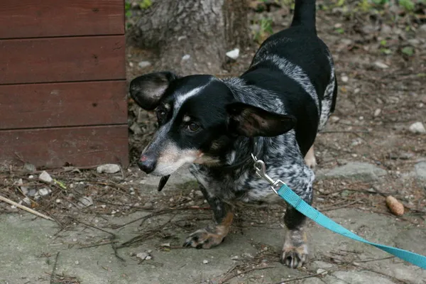 Znaleziono psa, Wałbrzych, 23 grudnia 2025 (2/3)