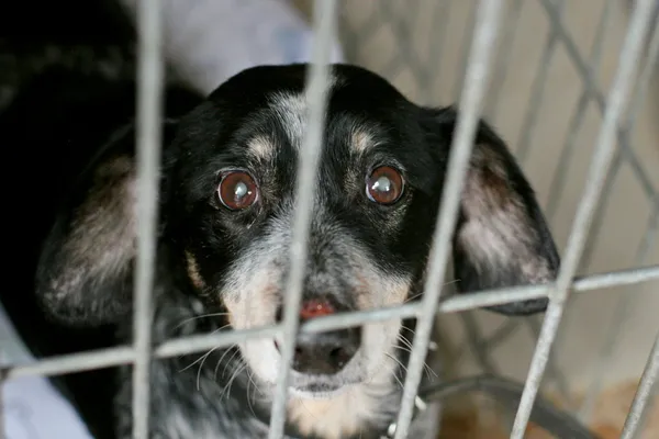 Znaleziono psa, Wałbrzych, 23 grudnia 2025 (3/3)