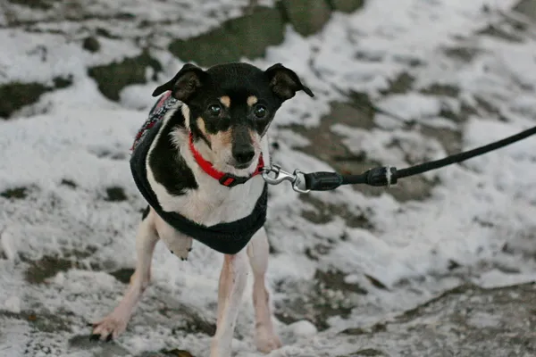 Znaleziono psa, Wałbrzych, 12 grudnia 2024 (1/2)