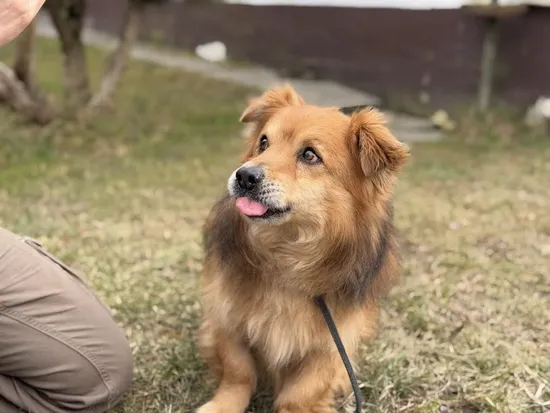 Pies do adopcji, Kraków, 11 grudnia 2024 (1/5)