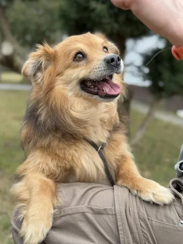 Pies do adopcji, Kraków, 11 grudnia 2024 (3/5)