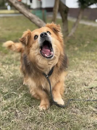 Pies do adopcji, Kraków, 11 grudnia 2024 (4/5)