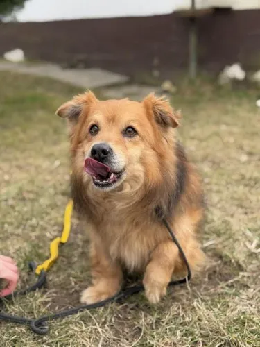 Pies do adopcji, Kraków, 11 grudnia 2024 (5/5)