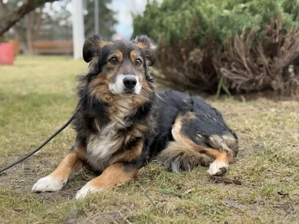 Pies do adopcji, Kraków, 11 grudnia 2024 (1/4)